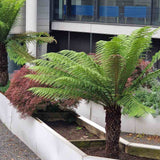 Feriga Copac (Dicksonia Antartica)