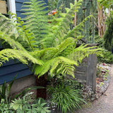 Feriga Copac (Dicksonia Antartica)