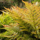 Градинска папрат (Dryopteris Erythrosora), декоративна с бронзово-зелени листа за сянка и полусянка