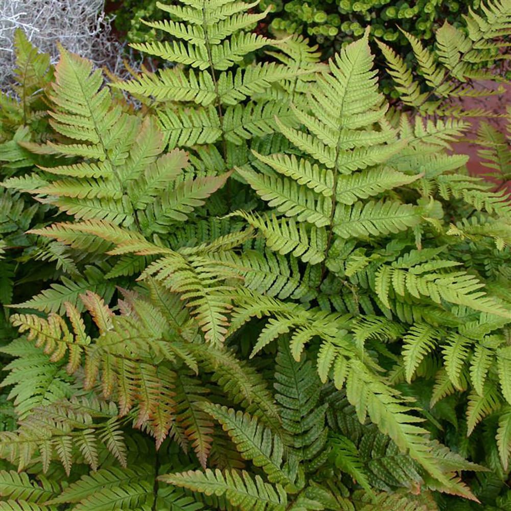 Градинска папрат (Dryopteris Erythrosora), декоративна с бронзово-зелени листа за сянка и полусянка