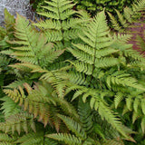 Градинска папрат (Dryopteris Erythrosora), декоративна с бронзово-зелени листа за сянка и полусянка