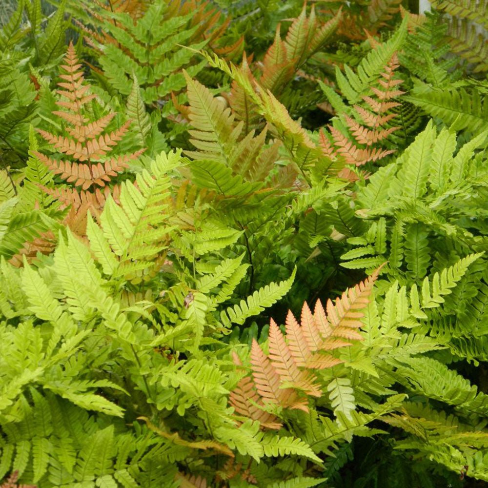 Градинска папрат (Dryopteris Erythrosora), декоративна с бронзово-зелени листа за сянка и полусянка