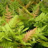 Градинска папрат (Dryopteris Erythrosora), декоративна с бронзово-зелени листа за сянка и полусянка