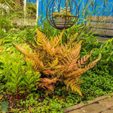 Feriga de Gradina (Dryopteris Erythrosora)