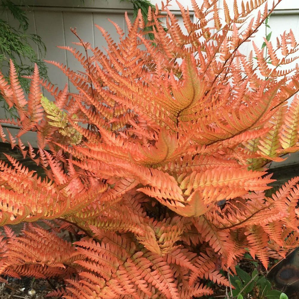 Градинска папрат (Dryopteris Erythrosora), декоративна с бронзово-зелени листа за сянка и полусянка