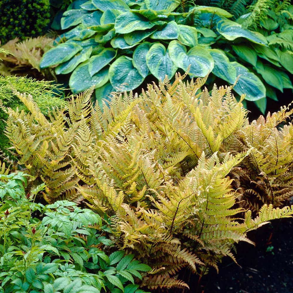 Градинска папрат (Dryopteris Erythrosora), декоративна с бронзово-зелени листа за сянка и полусянка