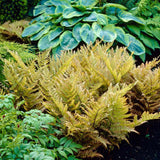 Градинска папрат (Dryopteris Erythrosora), декоративна с бронзово-зелени листа за сянка и полусянка