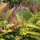 Градинска папрат (Dryopteris Erythrosora), декоративна с бронзово-зелени листа за сянка и полусянка