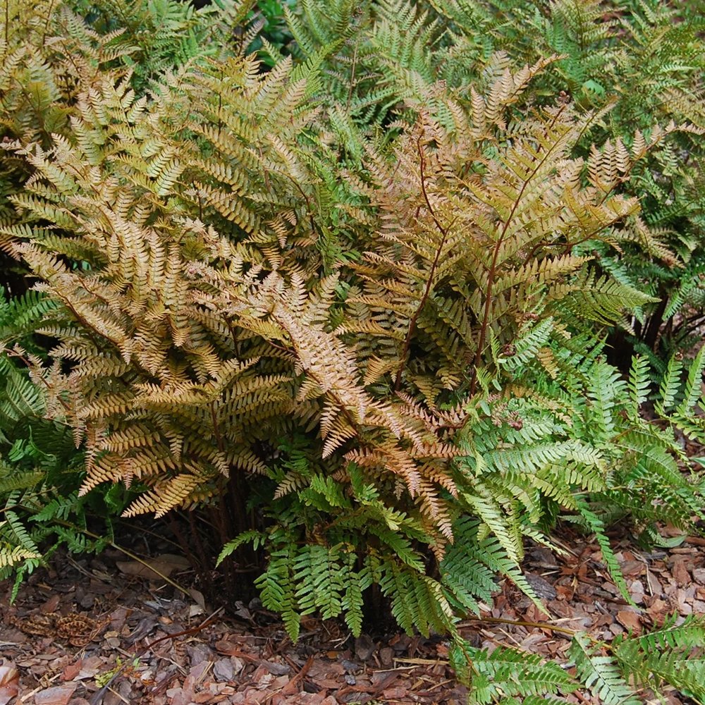 Градинска папрат (Dryopteris Erythrosora), декоративна с бронзово-зелени листа за сянка и полусянка