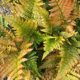 Градинска папрат (Dryopteris Erythrosora), декоративна с бронзово-зелени листа за сянка и полусянка