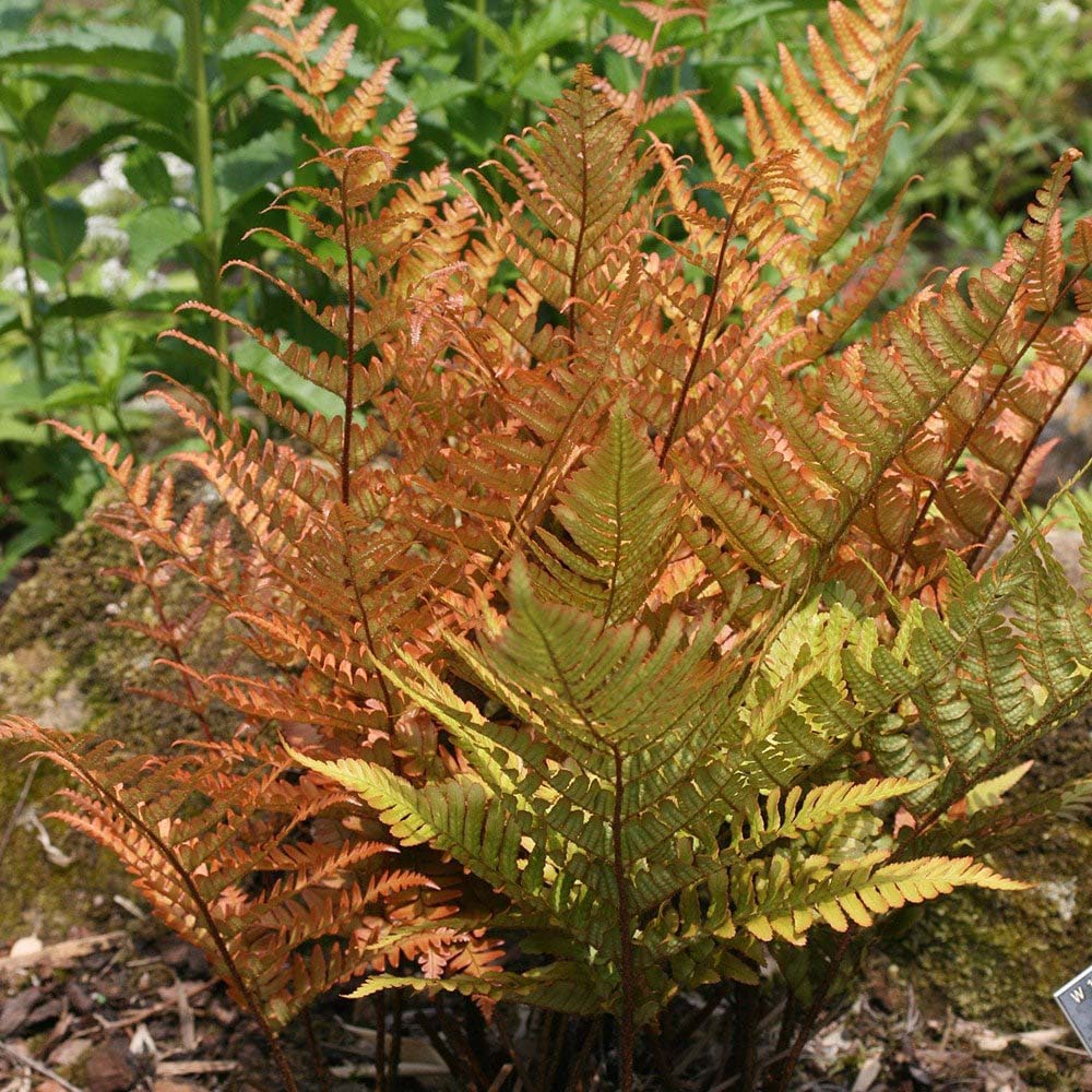 Градинска папрат (Dryopteris Erythrosora), декоративна с бронзово-зелени листа за сянка и полусянка