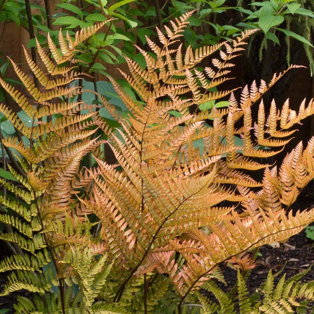 Градинска папрат (Dryopteris Erythrosora), декоративна с бронзово-зелени листа за сянка и полусянка