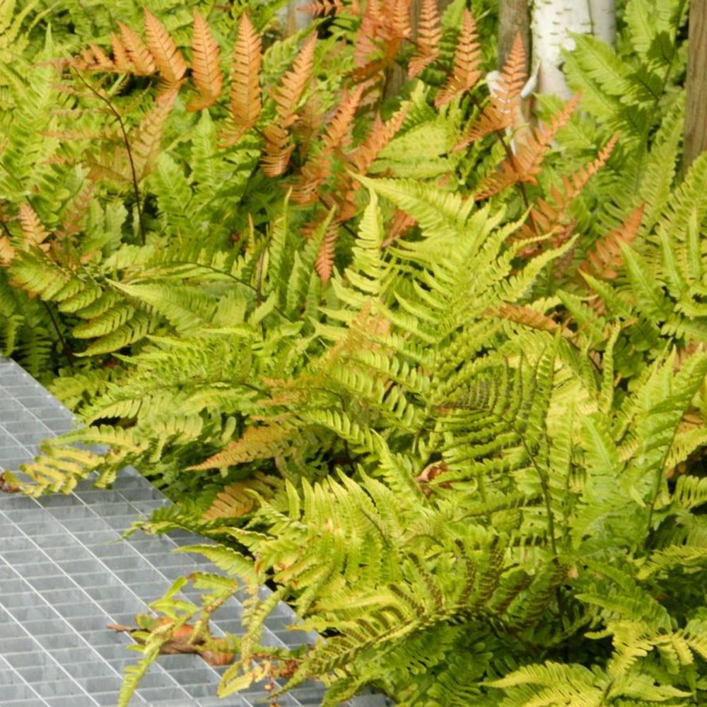 Градинска папрат (Dryopteris Erythrosora), декоративна с бронзово-зелени листа за сянка и полусянка