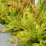 Градинска папрат (Dryopteris Erythrosora), декоративна с бронзово-зелени листа за сянка и полусянка