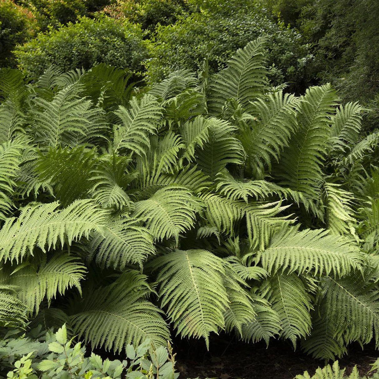 Мъжка папрат (Dryopteris Affinis)