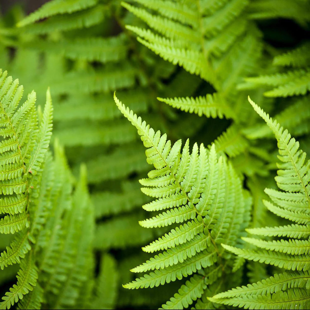 Мъжка папрат (Dryopteris Affinis)