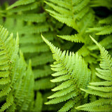 Мъжка папрат (Dryopteris Affinis)