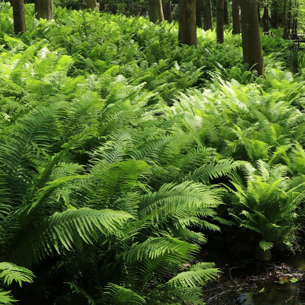 Мъжка папрат (Dryopteris Affinis)