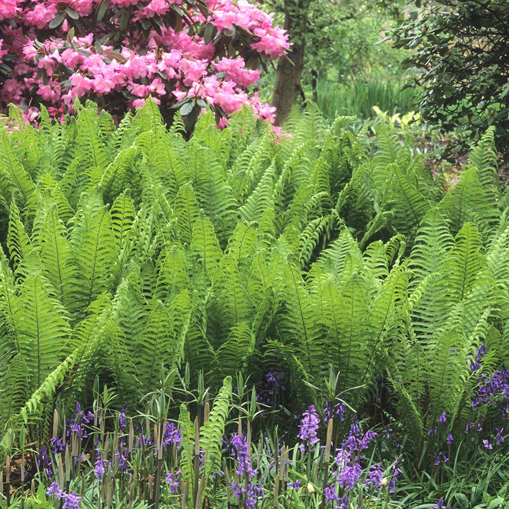 Мъжка папрат (Dryopteris Affinis)