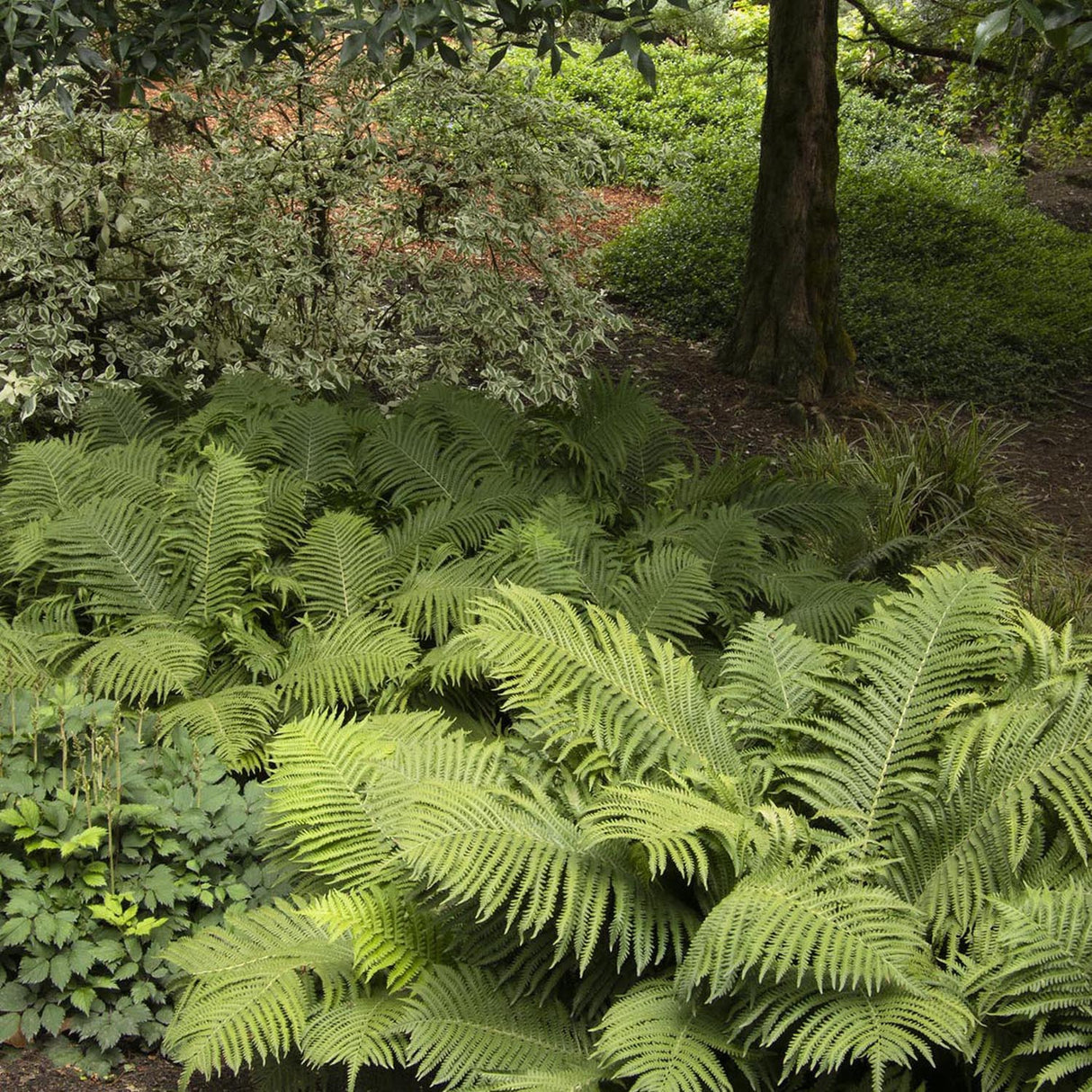 Мъжка папрат (Dryopteris Affinis)