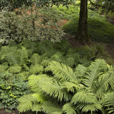 Мъжка папрат (Dryopteris Affinis)