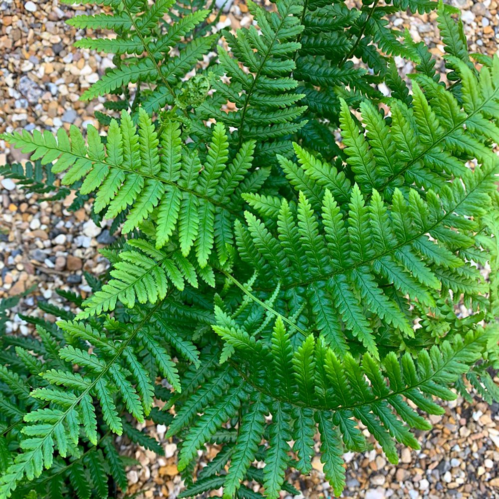 Мъжка папрат (Dryopteris Affinis)