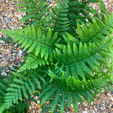 Мъжка папрат (Dryopteris Affinis)