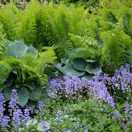 Мъжка фалшива папрат (Dryopteris Affinis)