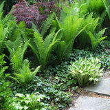 Мъжка папрат (Dryopteris Affinis)