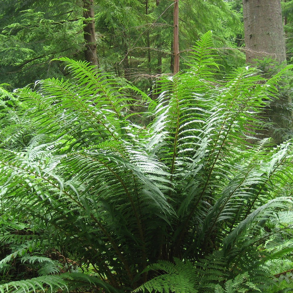 Мъжка папрат (Dryopteris Affinis)