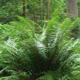 Мъжка папрат (Dryopteris Affinis)