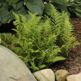 Feriga Feminina Lady in Red (Athyrium Filix-Femina)