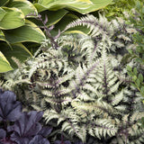 Feriga Japoneza Pictata (Athyrium) Niponicum Pictum