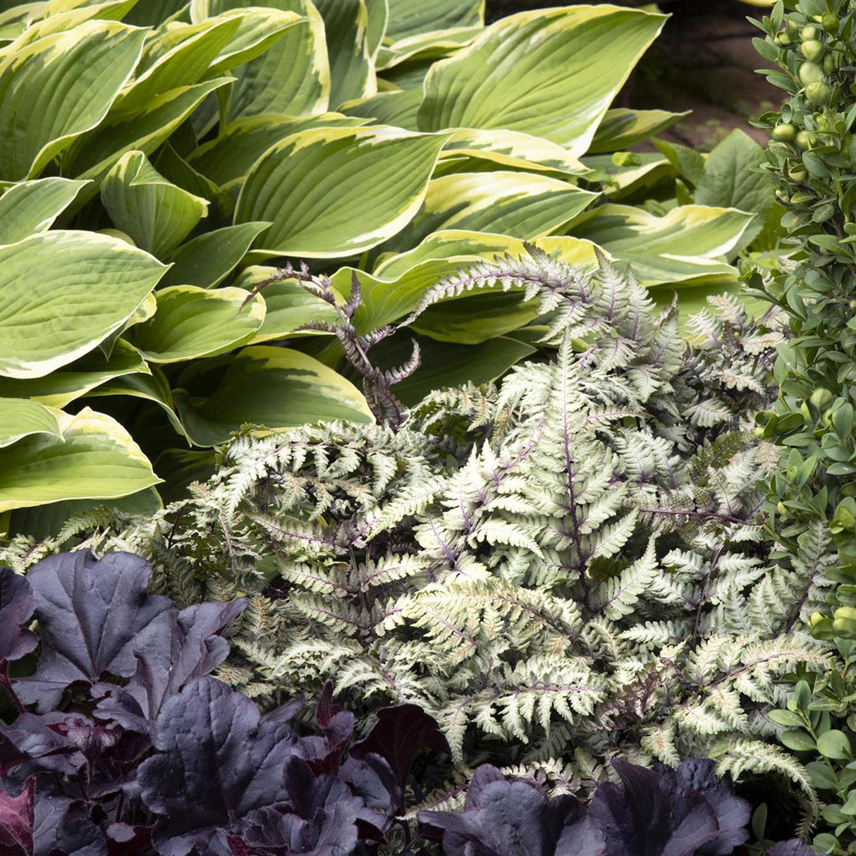 Feriga Japoneza Pictata (Athyrium) Niponicum Pictum