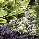 Feriga Japoneza Pictata (Athyrium) Niponicum Pictum