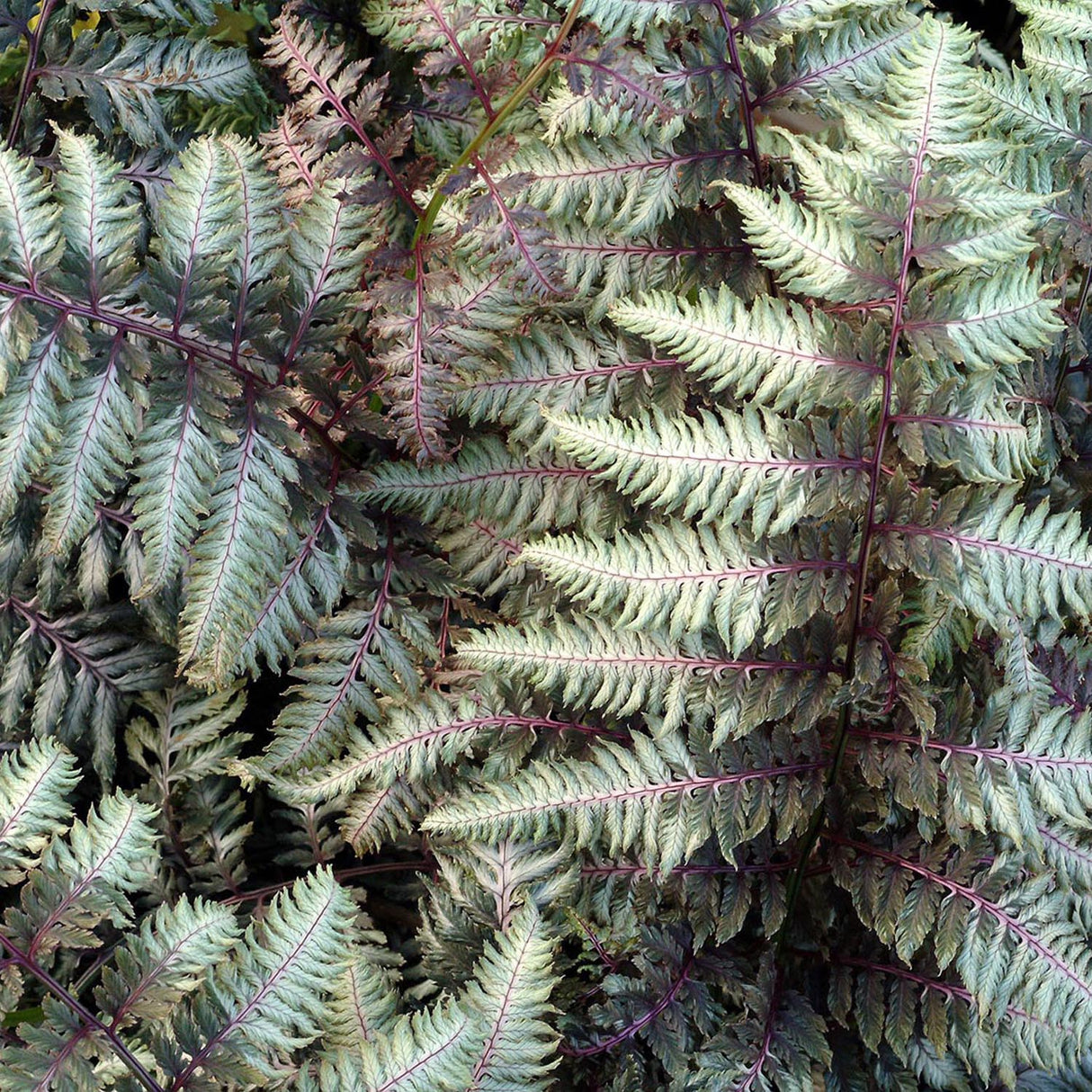 Feriga Japoneza Pictata (Athyrium) Niponicum Pictum