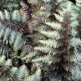 Feriga Japoneza Pictata (Athyrium) Niponicum Pictum