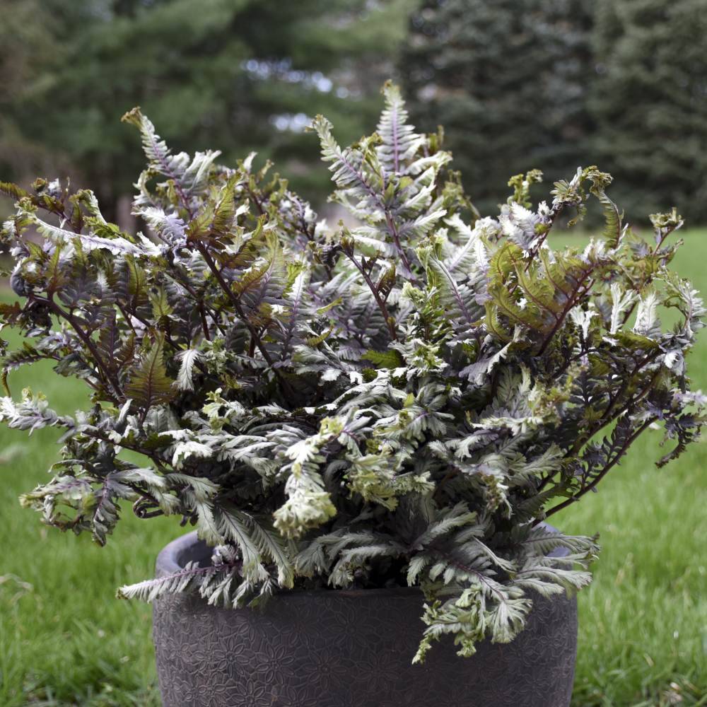 Feriga Japoneza Pictata (Athyrium) Crested Surf