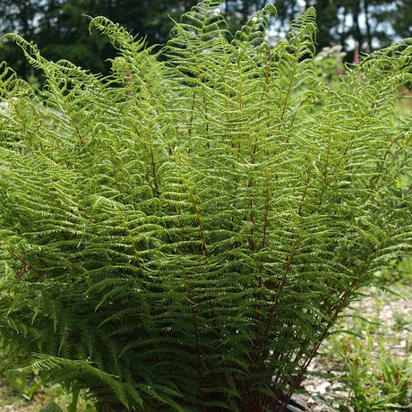 Feriga Linearis