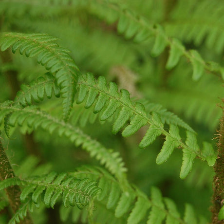 Feriga Linearis