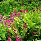 Feriga Uriasa Pana Strutului (Matteuccia Struthiopteris)