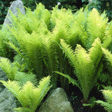 Гигантска папрат от щраусови пера (Matteuccia Struthiopteris)