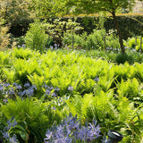 Feriga Uriasa Pana Strutului (Matteuccia Struthiopteris)