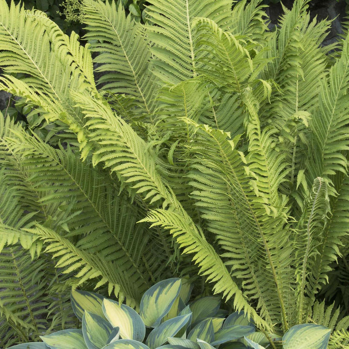 Гигантска папрат от щраусови пера (Matteuccia Struthiopteris)