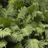 Гигантска папрат от щраусови пера (Matteuccia Struthiopteris)