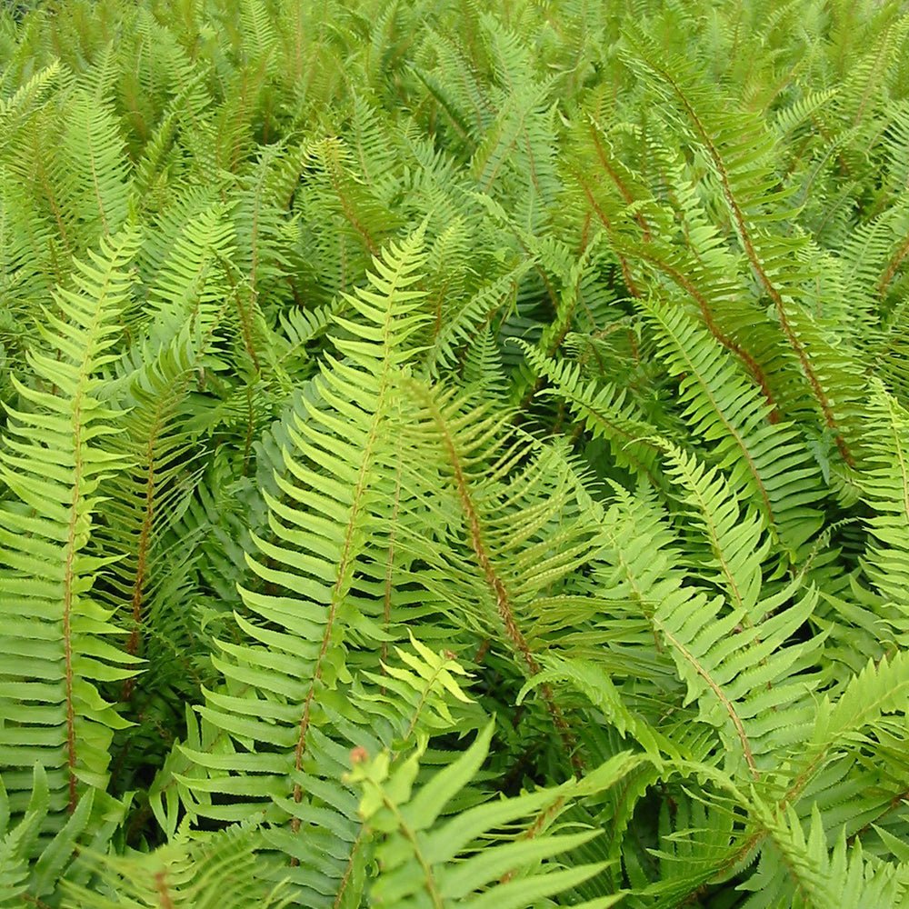 Feriga (Polystichum Munitum)