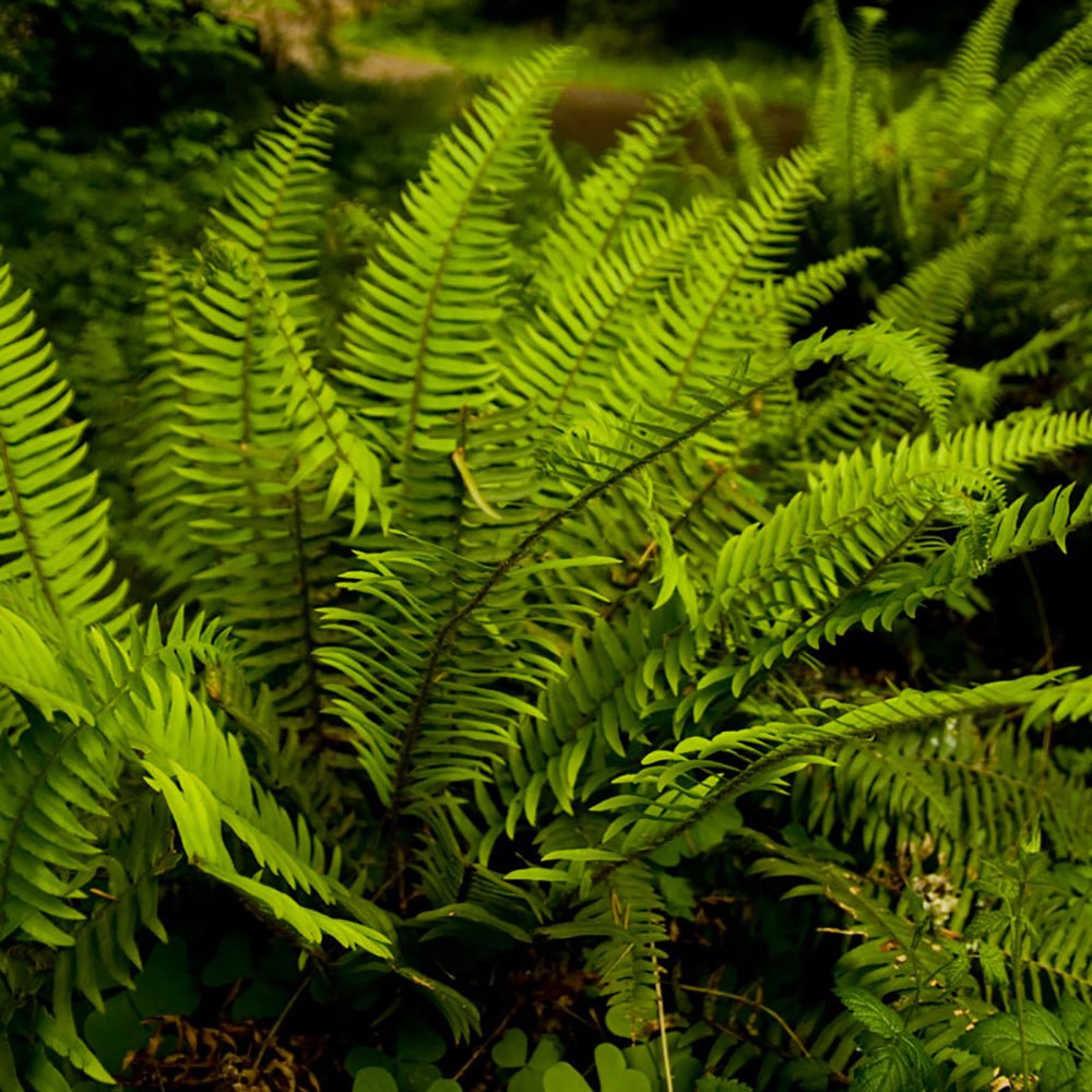 Feriga (Polystichum Munitum)