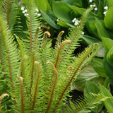 Feriga (Polystichum Munitum)