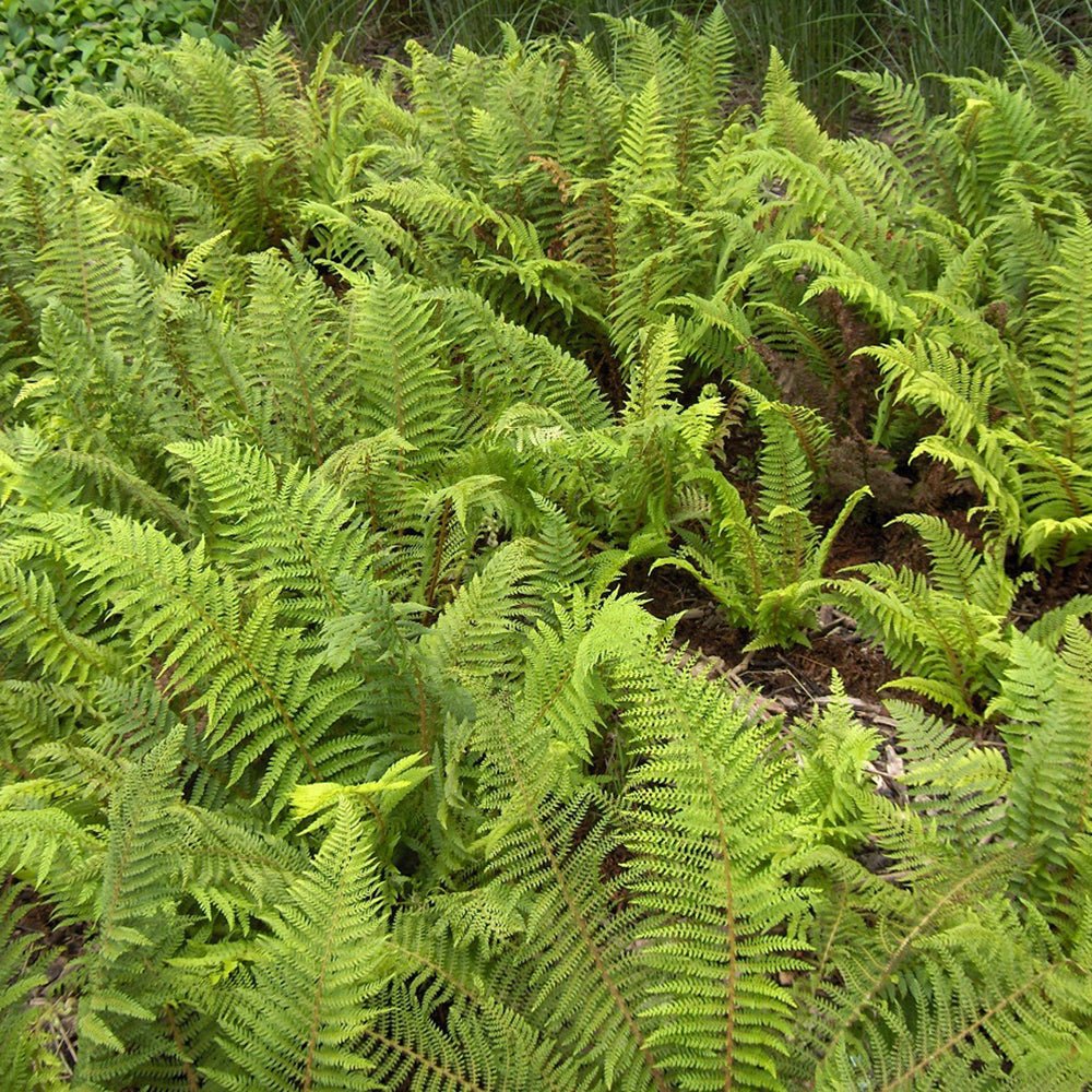 Feriga (Polystichum Polyblepharum)