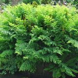 Feriga Regala (Osmunda Regalis)